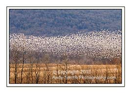 Snow Geese OOVer the Corn Field